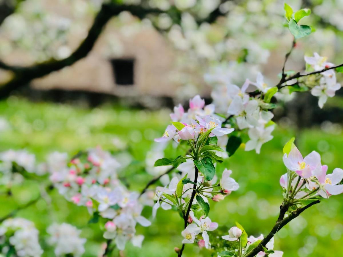 Manoir Saint-Pierre Bed and Breakfast Villersexel Εξωτερικό φωτογραφία